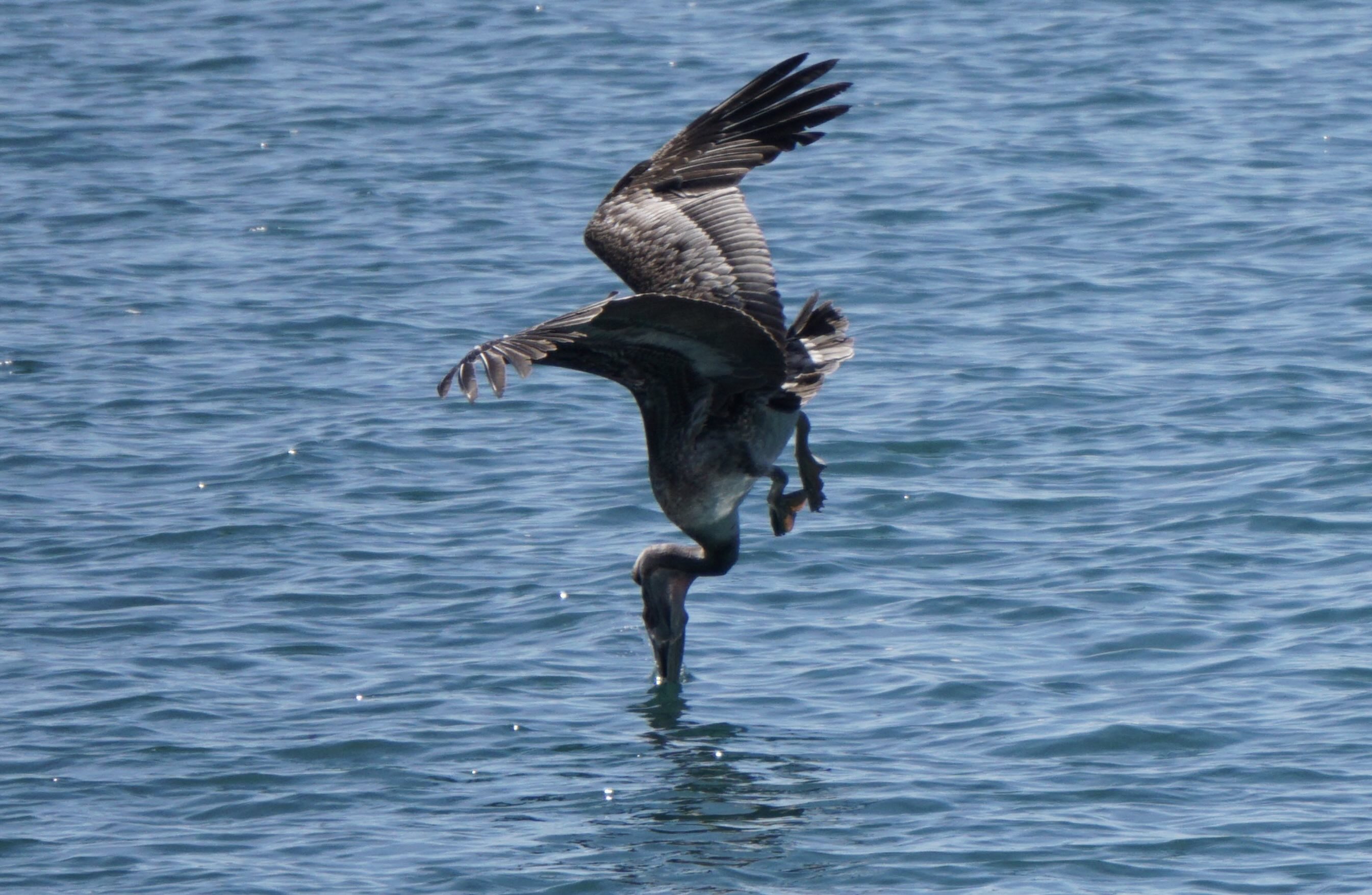 Pelican Diving Southern California Coast - dramatic photo of the Pelican's beak just hitting the water surface